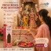Indian woman in puja room with Harimodini Fresh Rose dhoop sticks, burning Fresh Rose dhoop and Radha Krishna idol.